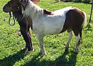 Miniature - Horse for Sale in Wyoming, IL 61491
