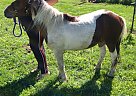 Miniature - Horse for Sale in Wyoming, IL 61491 Miniature - Horse for Sale in Wyoming, IL 61491
