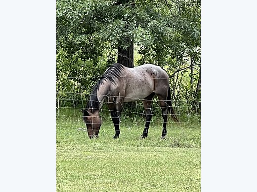 Needs a Home