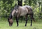 Quarter Horse - Horse for Sale in Staples, MN 56479
