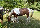 - Mare in Meadville, PA - Mare in Meadville, PA