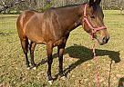 Quarter Horse - Horse for Sale in Covington, GA 30016