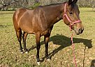 Quarter Horse - Horse for Sale in Covington, GA 30016 Quarter Horse - Horse for Sale in Covington, GA 30016
