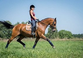 Trakehner (Trakehner, Mare)