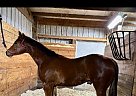 Quarter Horse - Horse for Sale in High Ridge, MO 63049