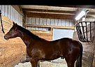 Quarter Horse - Horse for Sale in High Ridge, MO 63049 Quarter Horse - Horse for Sale in High Ridge, MO 63049