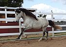 Lusitano - Horse for Sale in Ramona, CA 92065