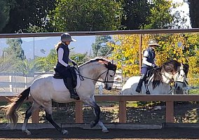 Lusitano (Lusitano, Stallion) in Ramona, CA