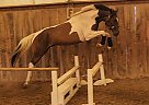 Oldenburg - Horse for Sale in Port Colborne, ON L3K 2Y4