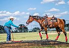 Quarter Horse Mare for Sale in CLARKSBURG, West Virginia Quarter Horse Mare for Sale in CLARKSBURG, West Virginia