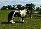 B&W Gelding By Anubis Krusher