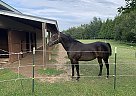 Quarter Horse Mare Kat