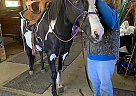 APHA Gelding Diablo