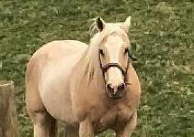 Awesome Palomino Mare - don't Miss out! Palomino Mare