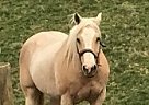 Awesome Palomino Mare - don't Mi... Palomino Mare