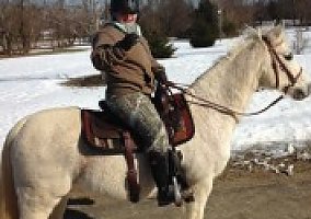 Bombproof Kids Pony Arabian Gelding