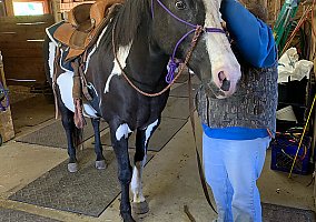 APHA Gelding Diablo