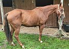 Quarter Horse - Horse for Sale in Millington, TN 38053