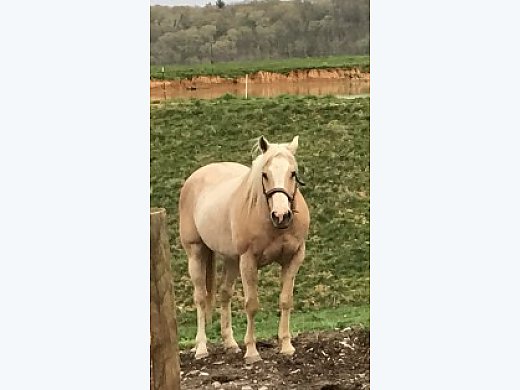 Awesome Palomino Mare - don't Miss out!