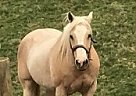Palomino - Horse for Sale in Versailles, IN 47042