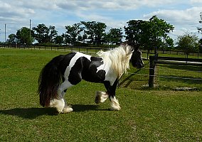 B&W Gelding By Anubis Krusher