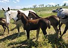 Appaloosa - Horse for Sale in New England, ND 58647 Appaloosa - Horse for Sale in New England, ND 58647