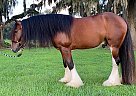 Gypsy Vanner Gelding for Sale in Brooksville, Florida Gypsy Vanner Gelding for Sale in Brooksville, Florida
