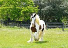 Gypsy Vanner Mare for Sale in Brooksville, Florida Gypsy Vanner Mare for Sale in Brooksville, Florida