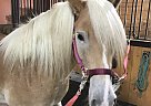 Dexter - Gelding in West JeffersonWest Jefferson, OH Dexter - Gelding in West JeffersonWest Jefferson, OH