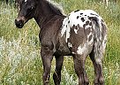 Appaloosa - Horse for Sale in New England, ND 58647 Appaloosa - Horse for Sale in New England, ND 58647