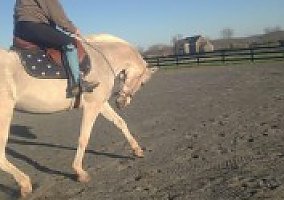 Arabian (Arabian, Gelding) in Leesburg, VA