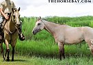 Quarter Horse - Horse for Sale in Fairview, TX 75069 Quarter Horse - Horse for Sale in Fairview, TX 75069