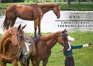 Other - Horse for Sale in Manhattan, IL 60442 Other - Horse for Sale in Manhattan, IL 60442