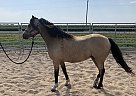 Welsh Cob - Horse for Sale in Henderson, NV 89011