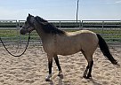 Welsh Cob - Horse for Sale in Henderson, NV 89011 Welsh Cob - Horse for Sale in Henderson, NV 89011