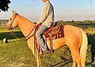 Quarter Horse - Horse for Sale in Jackson, MN 56143 Quarter Horse - Horse for Sale in Jackson, MN 56143
