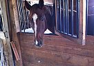 Appendix - Horse for Sale in West Brookfield, MA Appendix - Horse for Sale in West Brookfield, MA