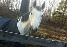 Thoroughbred - Horse for Sale in West Brookfield, MA Thoroughbred - Horse for Sale in West Brookfield, MA