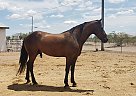 Galan - Gelding in Surprise, AZ Galan - Gelding in Surprise, AZ