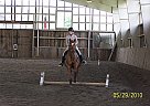 Arabian - Horse for Sale in Hastings, PA 