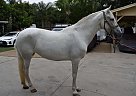 Andalusian - Horse for Sale in Los Angeles, CA 91342