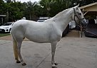 Andalusian - Horse for Sale in Los Angeles, CA 91342 Andalusian - Horse for Sale in Los Angeles, CA 91342