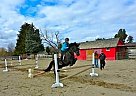 Hunter Jumper Horse Quarter Horse Gelding