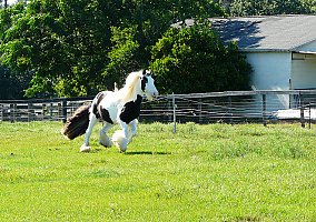 Lion King Gypsy Mare VV Clio