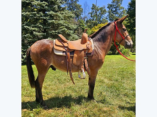 Outstanding Appaloosa Mule