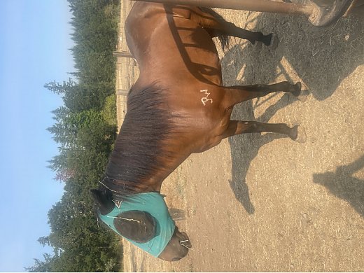 Paso/Mustang
