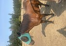 Paso Fino - Horse for Sale in Albany, OR 97322