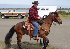 Paso Fino (Paso Fino, Gelding) in Albany, OR