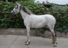 Andalusian - Horse for Sale in Los Angeles, CA 91342