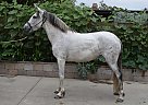 Andalusian - Horse for Sale in Los Angeles, CA 91342 Andalusian - Horse for Sale in Los Angeles, CA 91342